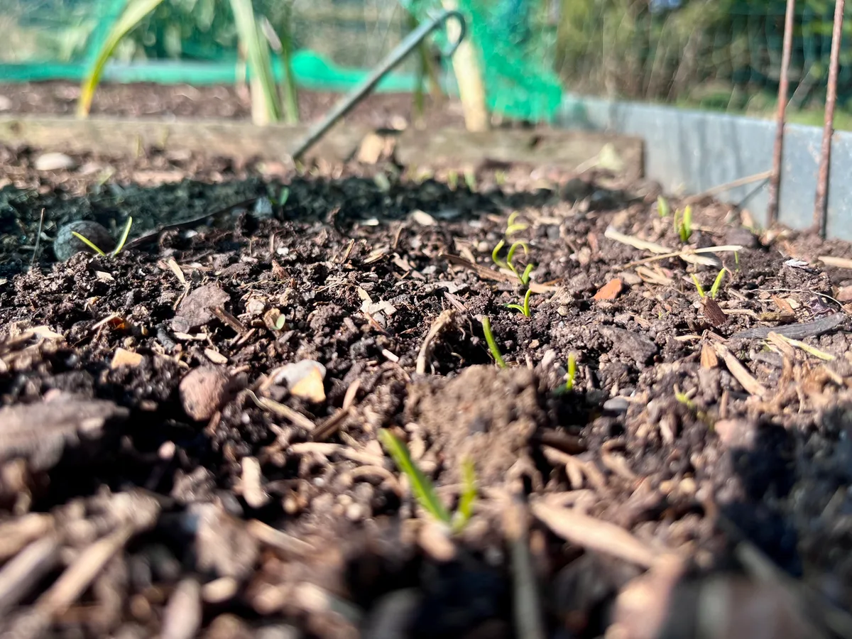 Spinat spriesst in einem Garten in Illnau.
